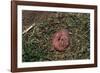 One Week Old Black-Tailed Prairie Dogs-W. Perry Conway-Framed Photographic Print