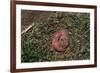 One Week Old Black-Tailed Prairie Dogs-W. Perry Conway-Framed Photographic Print