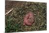 One Week Old Black-Tailed Prairie Dogs-W. Perry Conway-Mounted Photographic Print
