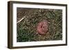 One Week Old Black-Tailed Prairie Dogs-W. Perry Conway-Framed Photographic Print