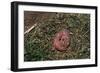 One Week Old Black-Tailed Prairie Dogs-W. Perry Conway-Framed Photographic Print