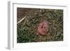 One Week Old Black-Tailed Prairie Dogs-W. Perry Conway-Framed Photographic Print