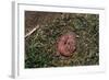 One Week Old Black-Tailed Prairie Dogs-W. Perry Conway-Framed Photographic Print