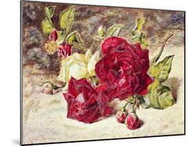 One White and Two Red Roses and Buds-Helen Cordelia Coleman Angell-Mounted Giclee Print