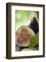 One Whole and One Half Fig-Foodcollection-Framed Photographic Print