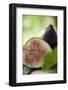 One Whole and One Half Fig-Foodcollection-Framed Photographic Print