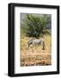 One Wild Zebra in Afrian Bush-Marsy-Framed Photographic Print