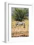 One Wild Zebra in Afrian Bush-Marsy-Framed Photographic Print