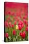 One Yellow Tulip in a Field of Red Tulips, Skagit Valley, Washington-Greg Probst-Stretched Canvas