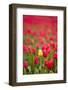 One Yellow Tulip in a Field of Red Tulips, Skagit Valley, Washington-Greg Probst-Framed Photographic Print