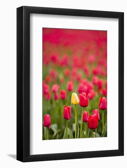 One Yellow Tulip in a Field of Red Tulips, Skagit Valley, Washington-Greg Probst-Framed Photographic Print