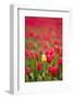 One Yellow Tulip in a Field of Red Tulips, Skagit Valley, Washington-Greg Probst-Framed Photographic Print