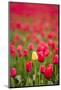 One Yellow Tulip in a Field of Red Tulips, Skagit Valley, Washington-Greg Probst-Mounted Photographic Print