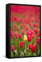 One Yellow Tulip in a Field of Red Tulips, Skagit Valley, Washington-Greg Probst-Framed Stretched Canvas