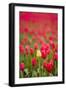 One Yellow Tulip in a Field of Red Tulips, Skagit Valley, Washington-Greg Probst-Framed Photographic Print