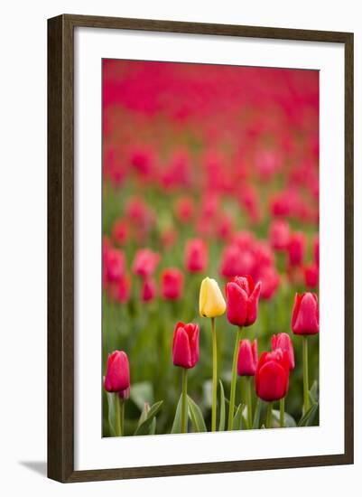 One Yellow Tulip in a Field of Red Tulips, Skagit Valley, Washington-Greg Probst-Framed Photographic Print