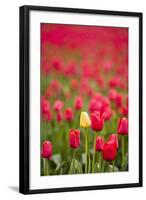 One Yellow Tulip in a Field of Red Tulips, Skagit Valley, Washington-Greg Probst-Framed Photographic Print