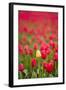 One Yellow Tulip in a Field of Red Tulips, Skagit Valley, Washington-Greg Probst-Framed Photographic Print