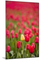One Yellow Tulip in a Field of Red Tulips, Skagit Valley, Washington-Greg Probst-Mounted Photographic Print