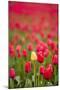 One Yellow Tulip in a Field of Red Tulips, Skagit Valley, Washington-Greg Probst-Mounted Photographic Print