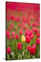 One Yellow Tulip in a Field of Red Tulips, Skagit Valley, Washington-Greg Probst-Stretched Canvas