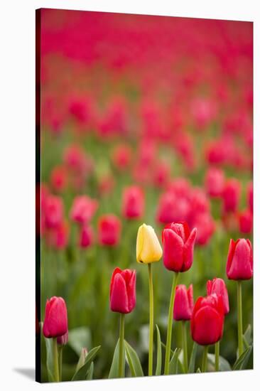 One Yellow Tulip in a Field of Red Tulips, Skagit Valley, Washington-Greg Probst-Stretched Canvas