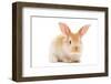 One Young Light Brown and White Spotted Rabbits with Long Ears Standing Isolated on White-kadmy-Framed Photographic Print