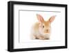 One Young Light Brown and White Spotted Rabbits with Long Ears Standing Isolated on White-kadmy-Framed Photographic Print