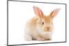 One Young Light Brown and White Spotted Rabbits with Long Ears Standing Isolated on White-kadmy-Mounted Photographic Print