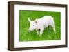 One Young Piglet on Green Grass at Pig Breeding Farm-kadmy-Framed Photographic Print