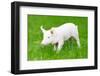 One Young Piglet on Green Grass at Pig Breeding Farm-kadmy-Framed Photographic Print