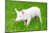 One Young Piglet on Green Grass at Pig Breeding Farm-kadmy-Mounted Photographic Print