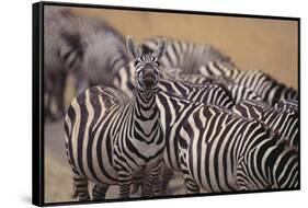 One Zebra Keeping Watch While Others Eat-DLILLC-Framed Stretched Canvas