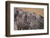 One Zebra Keeping Watch While Others Eat-DLILLC-Framed Photographic Print