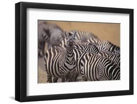 One Zebra Keeping Watch While Others Eat-DLILLC-Framed Photographic Print