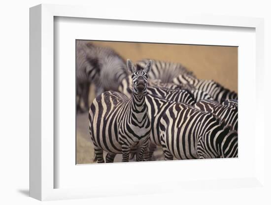 One Zebra Keeping Watch While Others Eat-DLILLC-Framed Photographic Print