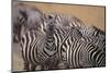 One Zebra Keeping Watch While Others Eat-DLILLC-Mounted Photographic Print