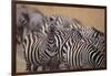 One Zebra Keeping Watch While Others Eat-DLILLC-Framed Photographic Print