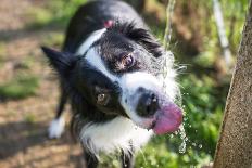 Border Collie Drinking Water from the Fountain-Oneinchpunch-Photographic Print