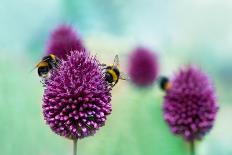 Bees on Allium Sphaerocephalon. Allium Drumstick, also known as Sphaerocephalon, Produces Two-Toned-Onelia Pena-Framed Photographic Print