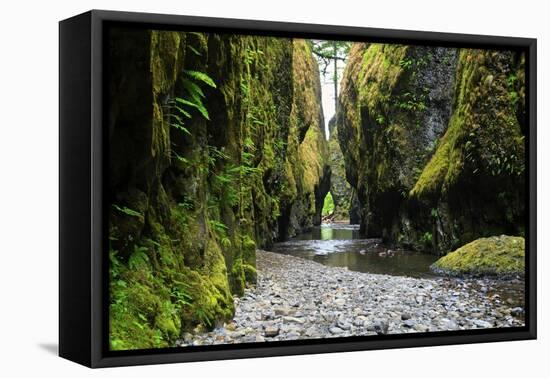 Oneonta Creek in Oneonta Gorge, Columbia River National Scenic Area, Oregon, United States-Craig Tuttle-Framed Stretched Canvas