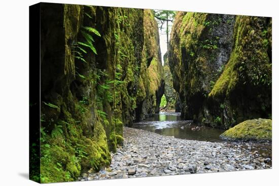 Oneonta Creek in Oneonta Gorge, Columbia River National Scenic Area, Oregon, United States-Craig Tuttle-Stretched Canvas