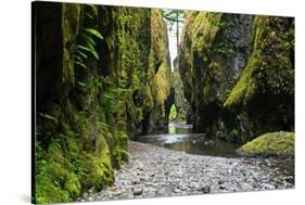 Oneonta Creek in Oneonta Gorge, Columbia River National Scenic Area, Oregon, United States-Craig Tuttle-Stretched Canvas