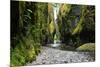 Oneonta Creek in Oneonta Gorge, Columbia River National Scenic Area, Oregon, United States-Craig Tuttle-Mounted Photographic Print