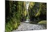 Oneonta Creek in Oneonta Gorge, Columbia River National Scenic Area, Oregon, United States-Craig Tuttle-Mounted Photographic Print