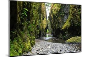 Oneonta Creek in Oneonta Gorge, Columbia River National Scenic Area, Oregon, United States-Craig Tuttle-Mounted Photographic Print
