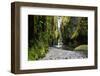 Oneonta Creek in Oneonta Gorge, Columbia River National Scenic Area, Oregon, United States-Craig Tuttle-Framed Photographic Print