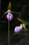 Wild Pink Lady Slipper (Cypripedium Acaule) Growing in the Forest in Rural Prince Edward Island, Ca-onepony-Photographic Print