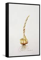 Onion, 1998-Alison Cooper-Framed Stretched Canvas