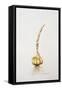 Onion, 1998-Alison Cooper-Framed Stretched Canvas